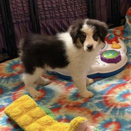 Blake - Black tri female Miniature American Shepherd puppy in Garysburg, North Carolina from Schaefer's Miniature American Shepherds