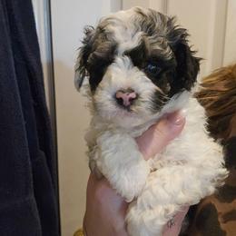 Max - Blue merle male Aussiedoodle puppy in Galena, Illinois from Perry's doodles
