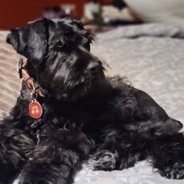 Miniature Schnauzer Puppies from Matrix Schnauzers