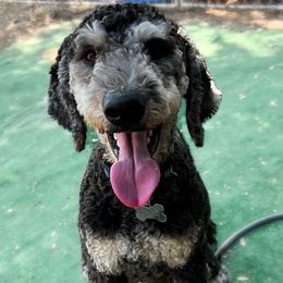 Camo - Goldendoodle