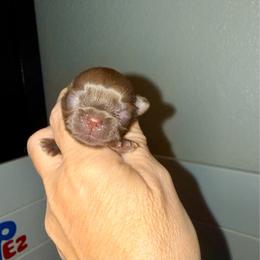 Hershey - Chocolate male Shih Tzu puppy in Sherman, Texas from Shannon’s Sugar Sweet Shih Tzu’s