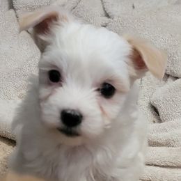 Snowball - White female Morkie puppy in Gloucester, Virginia from Jenkins Morkies