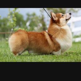 Turner - Pembroke Welsh Corgi
