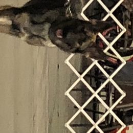 German Shepherds from Puppies by Gandz