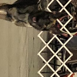 German Shepherds from Puppies by Gandz