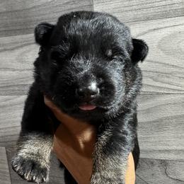 Boy 2 - Bi-color German Shepherd puppy in Little Rock, Arkansas from Vom Gonza German Shepherds