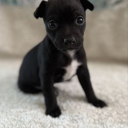 Velaris - Black female American Hairless Terrier puppy in Visalia, California from OakSahara