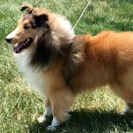 Collies and Shetland Sheepdogs from Rohde Collies & Shetland Sheepdogs