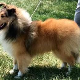 Collies and Shetland Sheepdogs from Rohde Collies & Shetland Sheepdogs