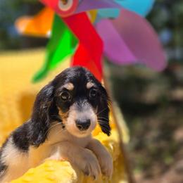 Lilly - Piebald female Dachshund puppy in Tuscaloosa, Alabama from Watermelon Doxies