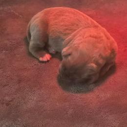Amethyst - Blue female Great Dane puppy in Perham, Minnesota from Steel Horse Kennels Inc