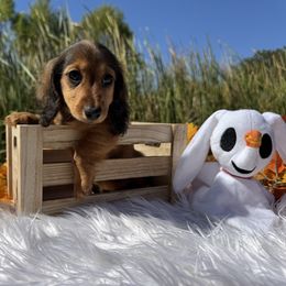 Taco - Sable female Dachshund puppy in Alice, Texas from Crimson’s longhair Dachshunds