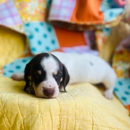 Peter - Chocolate and tan male Dachshund puppy in Stilwell, Oklahoma from MB’s Dachshunds