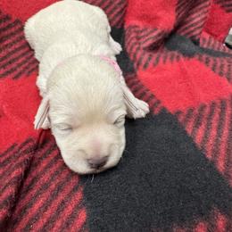 Pink girl - White female Miniature Schnauzer puppy in Boaz, Alabama from Sweet Home Schnauzers