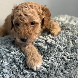 Green Collar-Cedar - Apricot male Poodle puppy in Eagle Mountain, Utah from Raintree Poodles