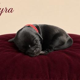Lyra - Black female Shih Tzu puppy in Abilene, Texas from L&L Euro Boxers and Small Town Shih Tzus