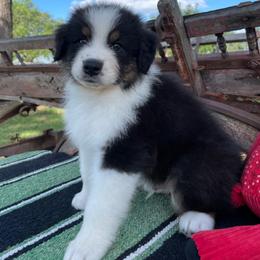 Australian Shepherd puppies from Small Time Ranch