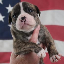 Girl 3 - female Alapaha Blue Blood Bulldog puppy in Grafton, Ohio from Eclipse Alapaha Kennels