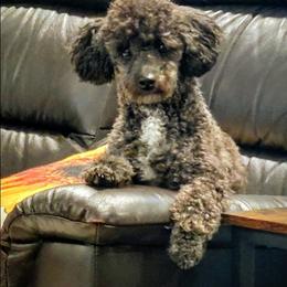 Joy - Poodle