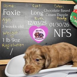 Cookie - Dapple female Dachshund puppy in Hoquiam, Washington from Heyd's Mini Dachshunds