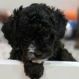 Alvin - Tri-color male Cavapoo puppy in Vernon, Texas from Sugarland's Texas Goldendoodles