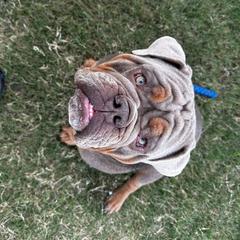 Kanela - Pug