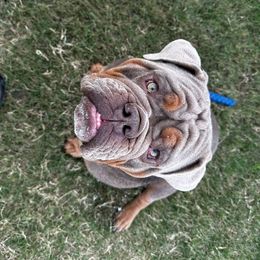 Kanela - Pug