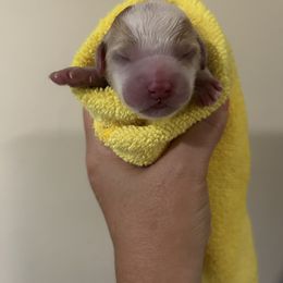 Lucy - Apricot female Australian Labradoodle puppy in Orlando, Florida from Delano Australian Labradoodles