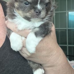 Bluey - Blue and tan male Chihuahua puppy in Newport Beach, California from Exotic City Pomeranians and chihuahuas
