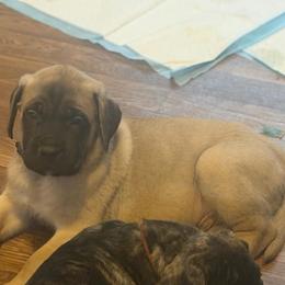 Navy Collar - Fawn male Mastiff puppy in Lincolnton, North Carolina from Little Mountain Mastiffs