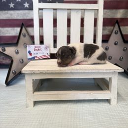 Rocket - Blue white and tan male Rat Terrier puppy in Cushing, Oklahoma from Northwoods Rat Terriers
