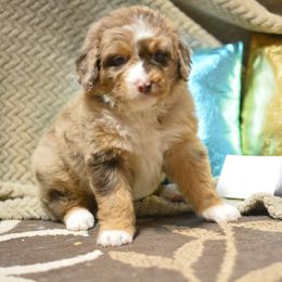 Aussiedoodle and Shichon Puppies from PTK Ranch
