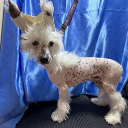 Schroeder - White and black male Chinese Crested puppy in Pinedale, Arizona from Aradia