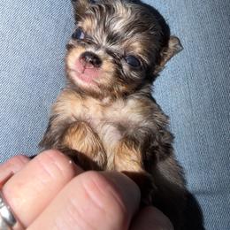 Creed - Merle male Chihuahua puppy in Palmyra, Indiana from Country Star Chihuahuas