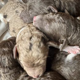 Labradoodles from Maple Bakin’ Doodles