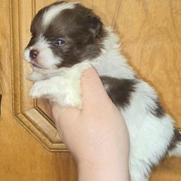 Boy 2 - Chocolate parti male Pomeranian puppy in Meherrin, Virginia from Traveling Poms