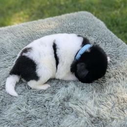Light Blue Boy (Osa) - White and black male Newfoundland puppy in Independence, Missouri from K & L Ranch