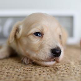 Cream girl 1 - Cream female Dachshund puppy in Empire, Alabama from Heart of Dixie Kennel