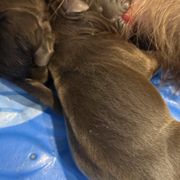 Girl 3 - Pudelpointer puppy from Saddle Creek Kennels