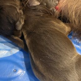 Girl 3 - Pudelpointer puppy from Saddle Creek Kennels