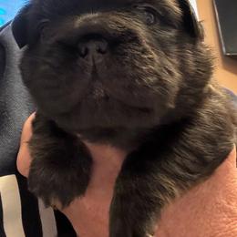 Girl 1 - Black and tan female French Bulldog puppy in Norwalk, Ohio from The Frenchie Ravine Connection LLC