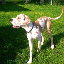 Peyton - Great Dane
