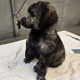Pink Collar - Brindle female Poodle puppy in Patterson, California from Paterson Poodles