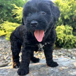 Girl 4 - Rose - Black female Portuguese Water Dog puppy in Butler, Pennsylvania from Sea Dog PWD Puppies