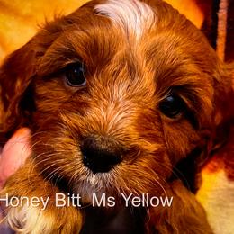 Ms Yellow - Red female Cavapoo puppy in Maple Grove, Minnesota from Honey Bit Kennels