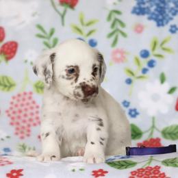 Purple - White and liver brown female Dalmatian puppy in Cottage Grove, Oregon from Hidden Hills Dalmatians