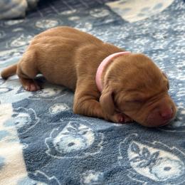 Pink Girl - Red golden female Vizsla puppy in Foley, Alabama from Paula's South Bama Vizslas
