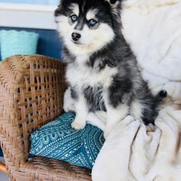 Peep - Black and white male Pomsky puppy in Yavapai County, Arizona from Pawsh Pomskies
