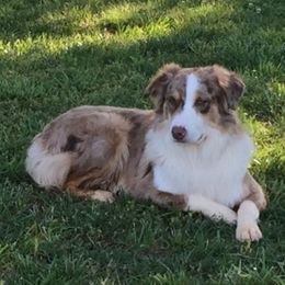 Micky - Australian Shepherd