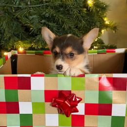 Kora - Black and tan female Pembroke Welsh Corgi puppy in Helmville, Montana from Calie’s Corgis